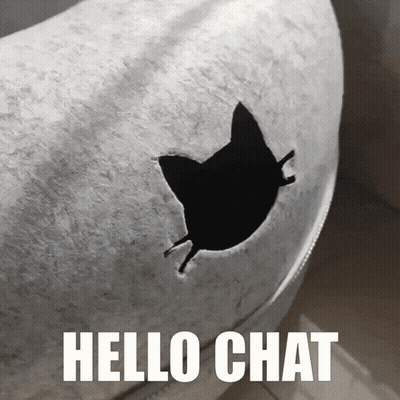 Black And White Cat Saying Hello Chat GIF