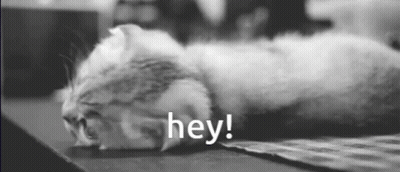 Black And White Cat Saying Hey GIF