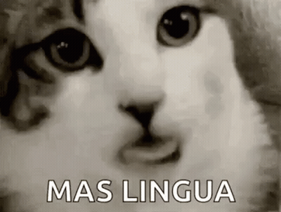 Black And White Cat Saying Mas Lingua GIF