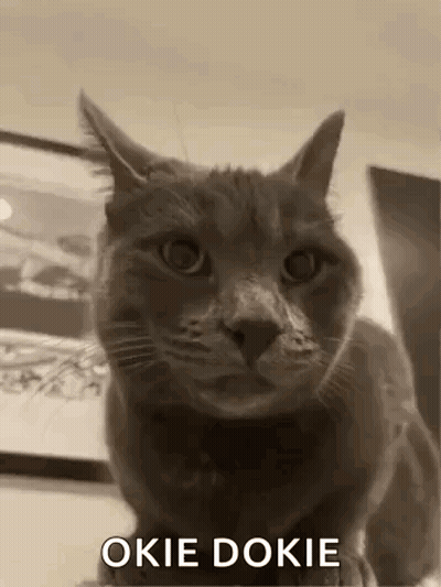Black And White Cat Saying Okie Dokie GIF