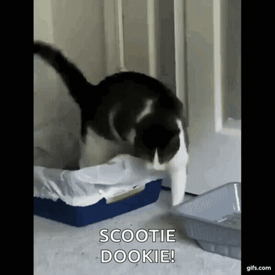 Black And White Cat Saying Scootie Dookie Next To Litter Box GIF