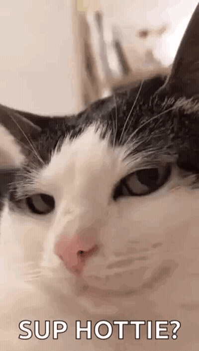 Black And White Cat Saying Sup Hottie GIF