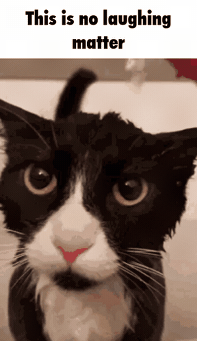 Black And White Cat Saying This Is No Laughing Matter GIF