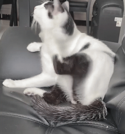 Black And White Cat Scratching On Black Leather Chair GIF