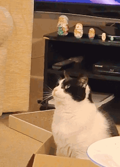 Black And White Cat Sits In Cardboard Box GIF