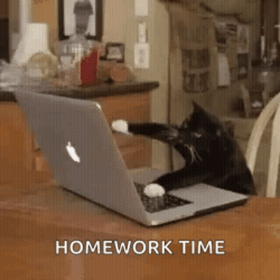 Black And White Cat Sitting At Laptop GIF
