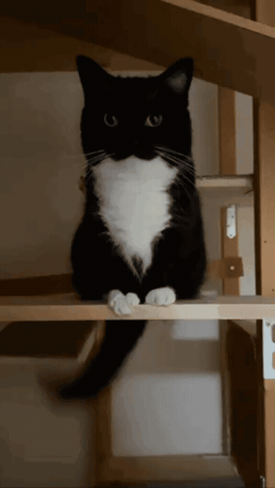Black And White Cat Sitting GIF
