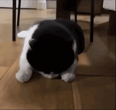 Black And White Cat Sitting Head Down GIF