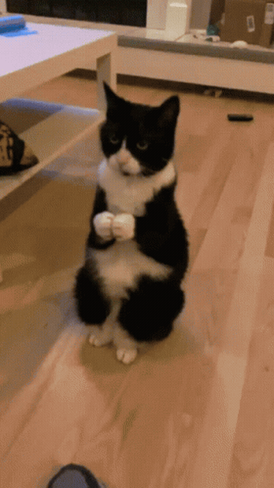 Black And White Cat Sitting Holding White Object GIF