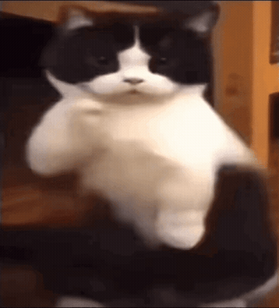 Black And White Cat Sitting In Chair GIF