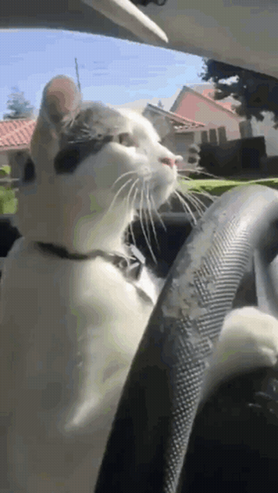 Black And White Cat Sitting In Driver Seat Looking Out Window GIF