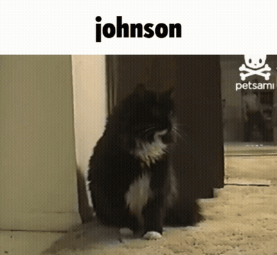 Black And White Cat Sitting In Front Of Johnson Sign GIF