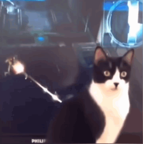 Black And White Cat Sitting In Front Of Philips Television GIF