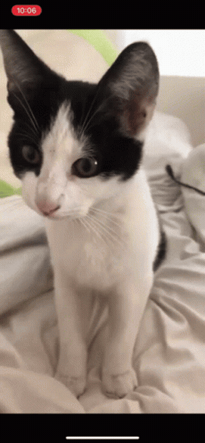 Black And White Cat Sitting On Bed With Red 10:06 Sticker GIF
