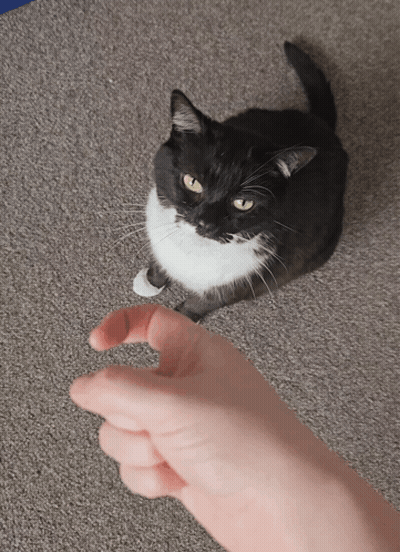 Black And White Cat Sitting On Carpet With Person Thumbs Up GIF