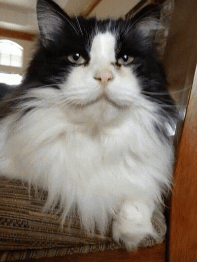 Black And White Cat Sitting On Chair Looking At Camera GIF