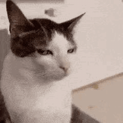 Black And White Cat Sitting On Chair Looking At Camera GIF