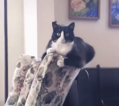 Black And White Cat Sitting On Chair GIF