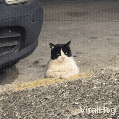 Black and White Cat Sitting on Roadside