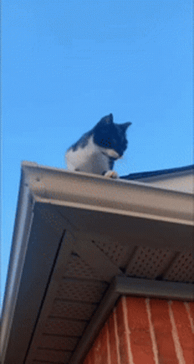 Black And White Cat Sitting On Roof GIF