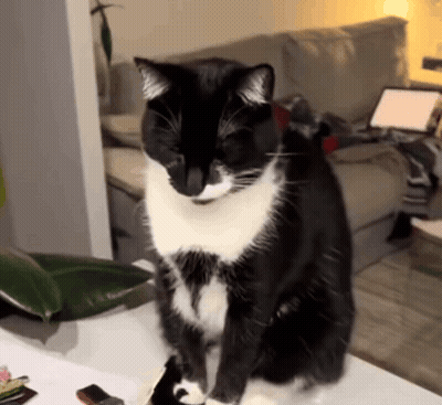 Black And White Cat Sitting On Table GIF