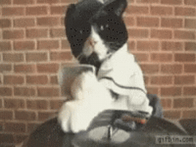 Black And White Cat Sitting On Table GIF