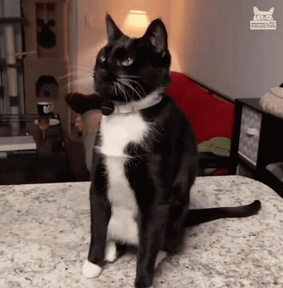 Black And White Cat Sitting On Table GIF