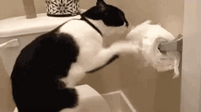 Black And White Cat Sitting On Toilet Playing With Toilet Paper GIF