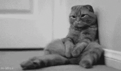 Black And White Cat Sitting With Legs Crossed GIF