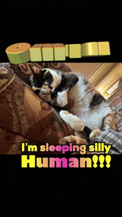 Black And White Cat Sleeping GIF