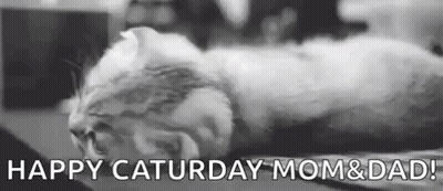 Black And White Cat Sleeping Happy Saturday Mom And Dad GIF