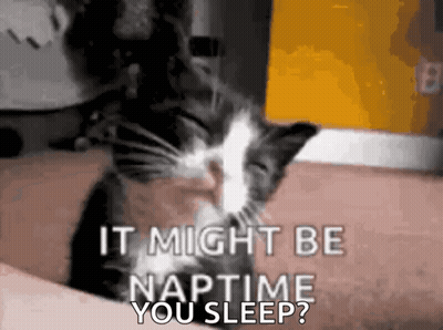 Black And White Cat Sleeping On Lap Says It Might Be Naptime You Sleep GIF