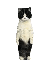 Black And White Cat Standing Sticker