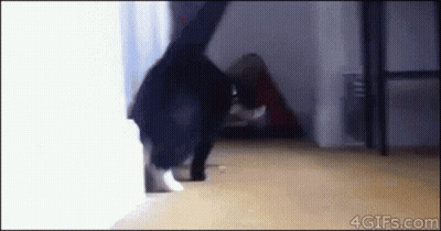 Black And White Cat Standing GIF