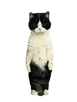 Black And White Cat Standing Sticker