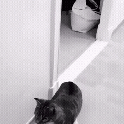 Black And White Cat Standing By Doorway GIF