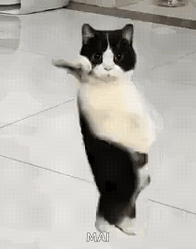 Black And White Cat Standing GIF