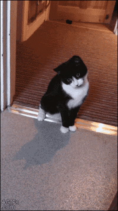 Black And White Cat Standing In Doorway GIF