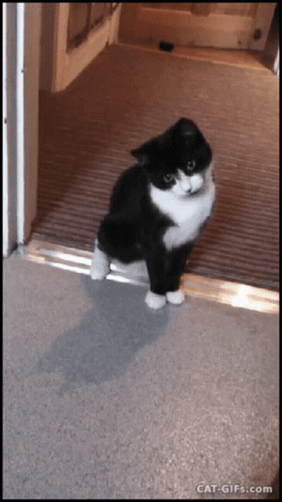 Black And White Cat Standing In Doorway GIF