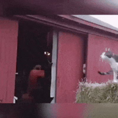 Black And White Cat Standing In Front Of Red Barn Door GIF