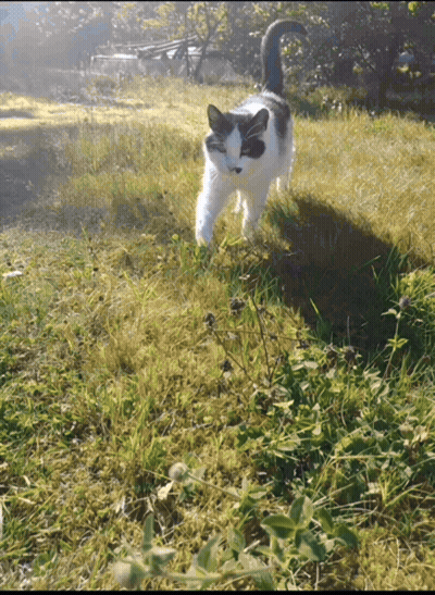 Black And White Cat Standing In Grassy Field GIF