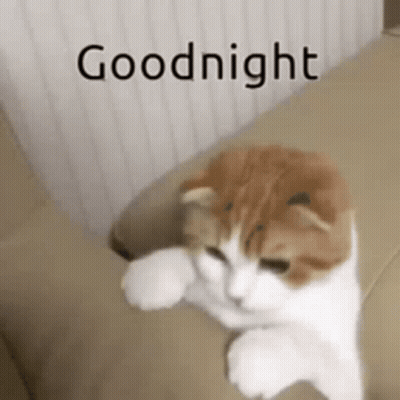 Black And White Cat Standing In Hallway GIF