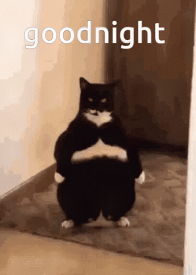 Black And White Cat Standing In Hallway GIF