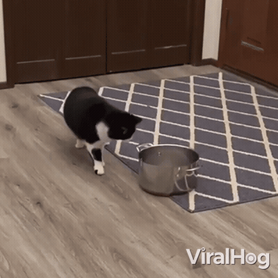 Black And White Cat Standing Next To Pot On Rug With Viralhog GIF