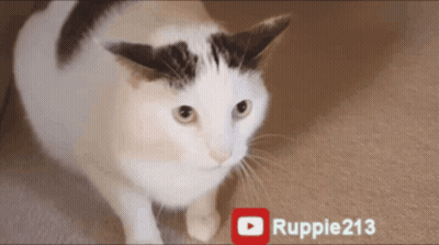 Black And White Cat Standing Next To YouTube Icon GIF