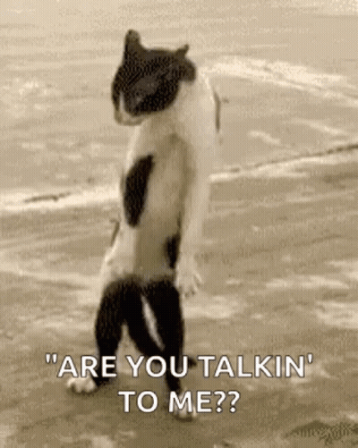 Gato blanco y negro parado en la playa GIF
