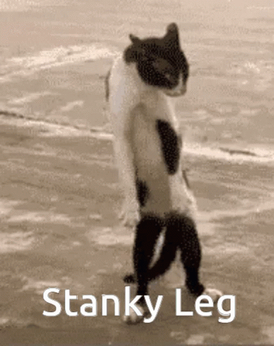 Black And White Cat Standing On Beach GIF
