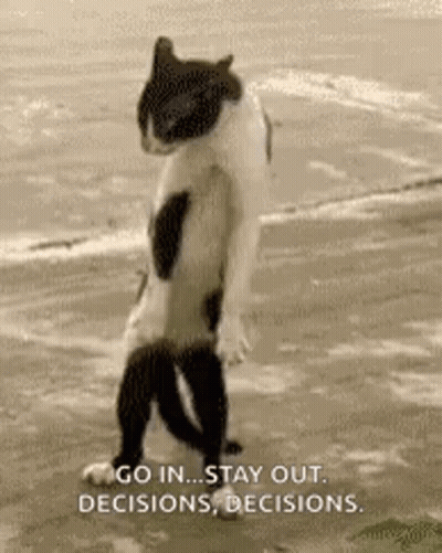 Black And White Cat Standing On Beach GIF