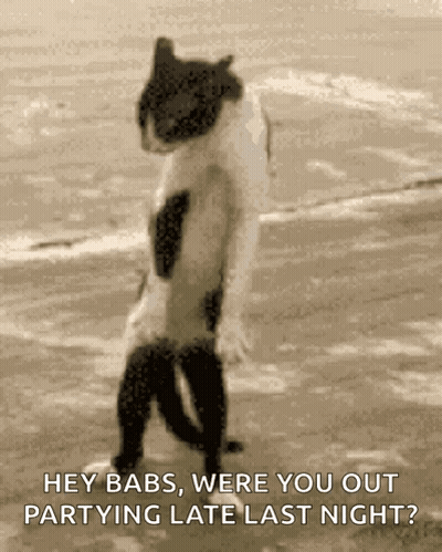 Black And White Cat Standing On Beach Saying Hey Babs Were You Out Partying GIF