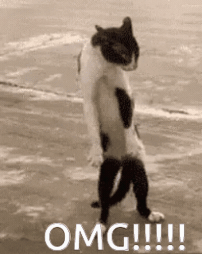 Black and White Cat Standing on Beach Saying OMG